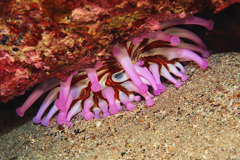 Lanzarote: Beginner Try Scuba Diving Costa Teguise (2 dives) - Lanzarote: Beginner Try Scuba Diving Costa Teguise (2 dives) – A Safe and Enjoyable Introduction to Underwater Exploration