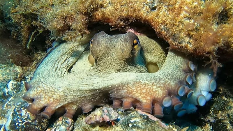 Lanzarote: Beginner Try Scuba Diving Costa Teguise (2 dives) - Equipment, Insurance, and Safety Protocols Included