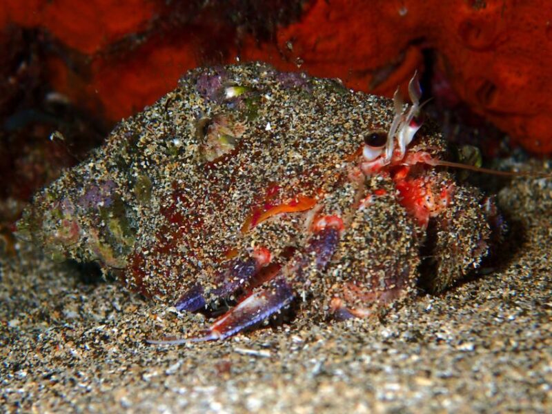 Lanzarote: Beginner Try Scuba Diving Costa Teguise (2 dives) - Practical Tips for Participants