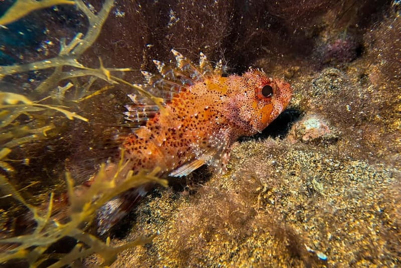 Lanzarote: Beginner Try Scuba Diving Costa Teguise (2 dives) - Comparing This Experience to Other Lanzarote Water Activities
