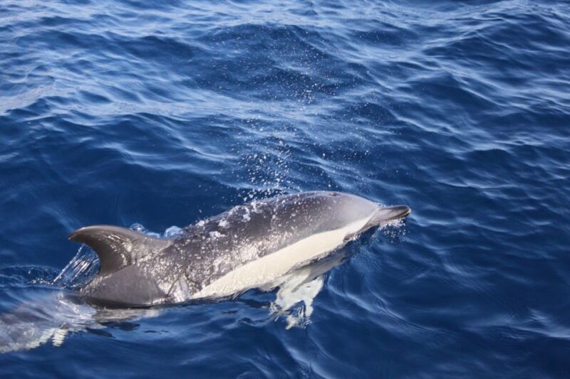 Lanzarote: Lobos Island Half-Day Dolphin Watching Trip - Discover Lanzarote’s Lobos Island and Marine Life on a Half-Day Trip