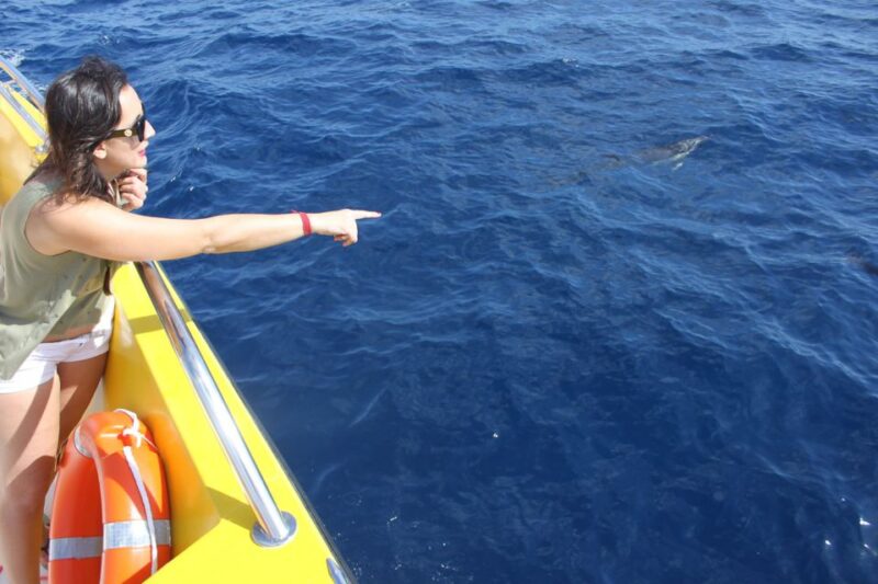 Lanzarote: Lobos Island Half-Day Dolphin Watching Trip - The Reviews: Highlights and Honest Feedback