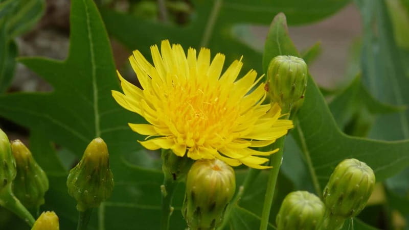 Lanzarote: Northern Cliffs & Valleys Walking tour - Frequently Asked Questions