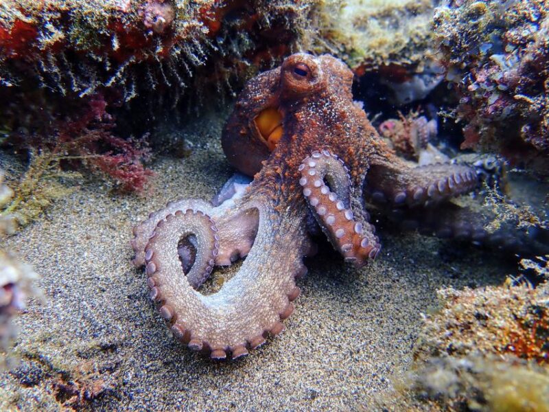 Lanzarote: Scuba Diving for Beginners - 1 Dive - Included and Not Included: What You Get