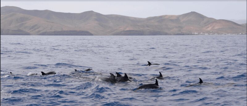 Lanzarote: Sea Safari Experience - Lanzarote’s Sea Safari: A Marine Adventure Along Volcanic Cliffs