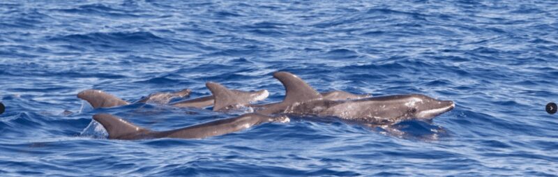 Lanzarote: Sea Safari Experience - Key Points