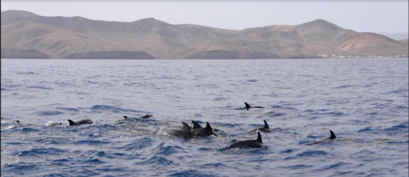 Lanzarote: Sea Safari Experience - The Role of the Marine Biologist and Skipper