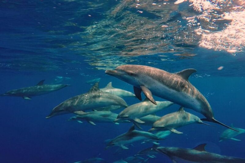 Lanzarote: Sea Safari Experience - Final Thoughts on the Lanzarote Sea Safari