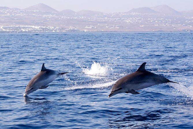 Lanzarote Sea Safari from Puerto calero - Key Points