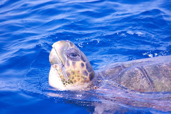 Lanzarote Sea Safari from Puerto calero - Practical Tips for Your Sea Safari