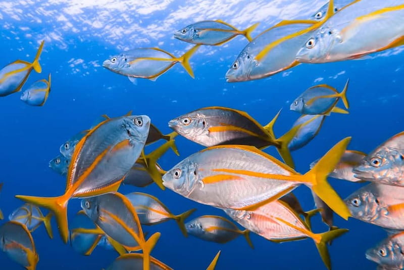 Lanzarote: Small-Group Discover Scuba Diving Costa Teguise - Lanzarote: Small-Group Discover Scuba Diving Costa Teguise