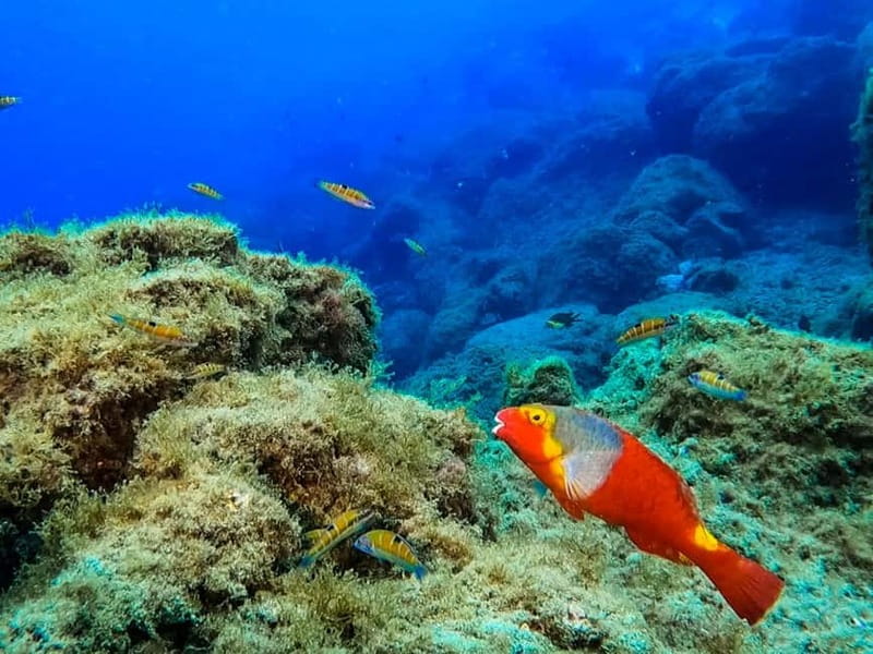 Lanzarote: Small-Group Discover Scuba Diving Costa Teguise - Key Points