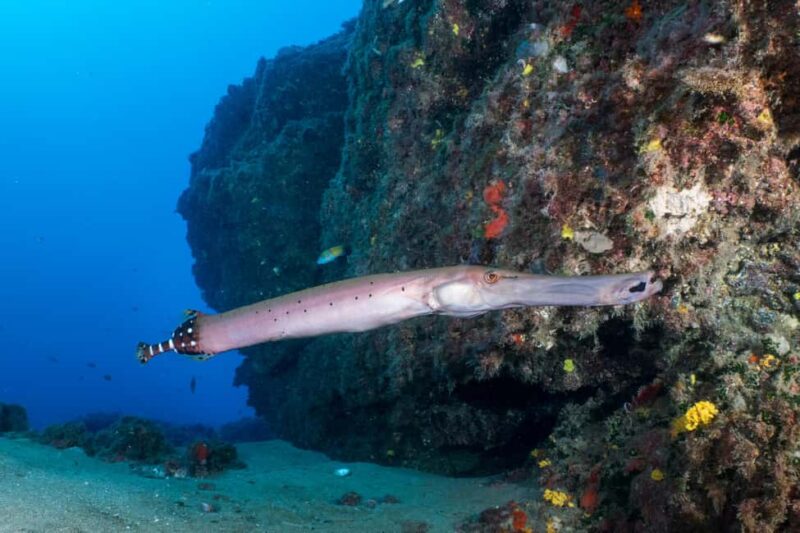 Lanzarote: SSI Scuba Diver Course with 2 Ocean Dives - Introduction to Lanzarote’s SSI Scuba Diver Course with 2 Ocean Dives