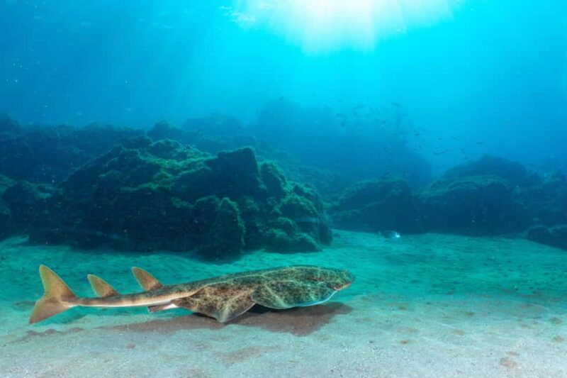 Lanzarote: SSI Scuba Diver Course with 2 Ocean Dives - Discovering Lanzarote’s Marine Environment
