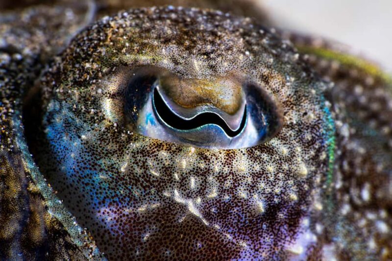 Lanzarote: SSI Scuba Diver Course with 2 Ocean Dives - The Logistics of the Course: Small Groups and Multilingual Guides