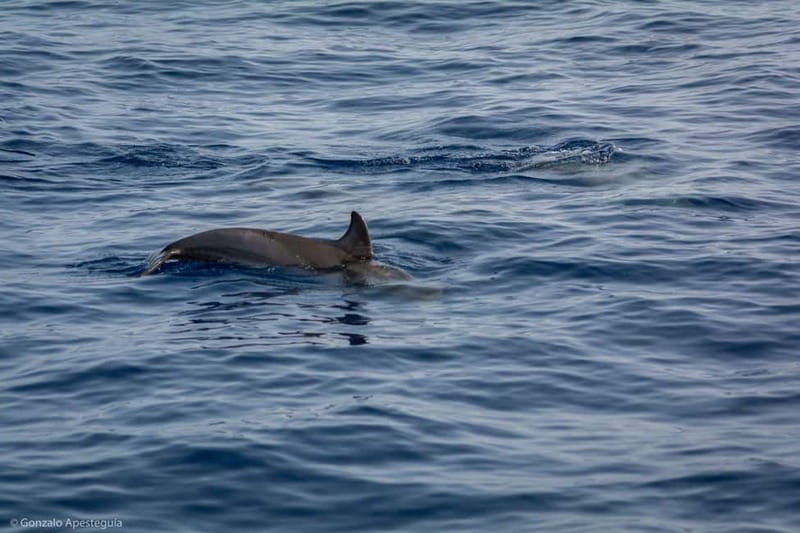 Lanzarote Sunset Experience with dolphin spotting - The Guided Experience: Multilingual and Knowledgeable Guides