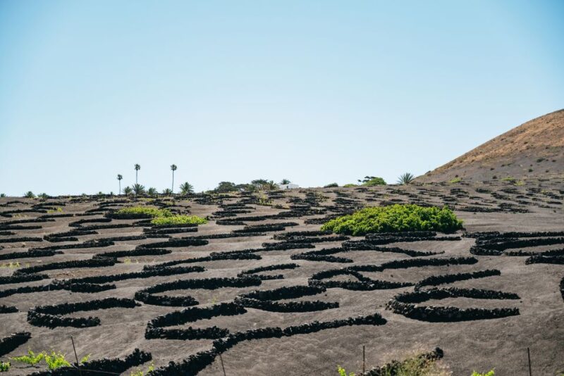 Lanzarote: Timanfaya National Park & La Geria Tour - La Geria and the Art of Wine Making