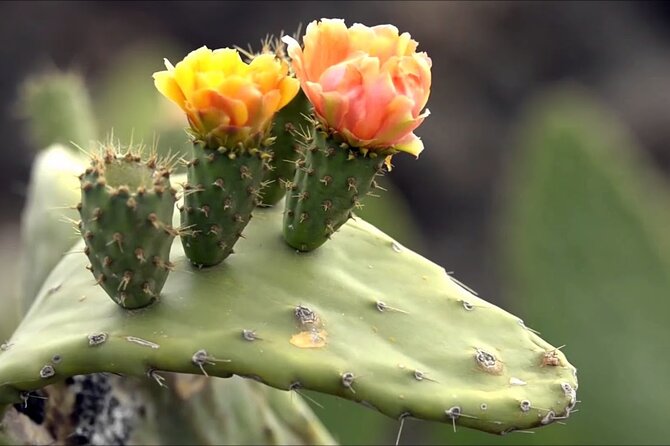Lanzarote Tour: Lagomar Museum, Guatiza Cactus Garden & La Graciosa Island - The Coastal Landmarks: Lighthouse and Cliffs