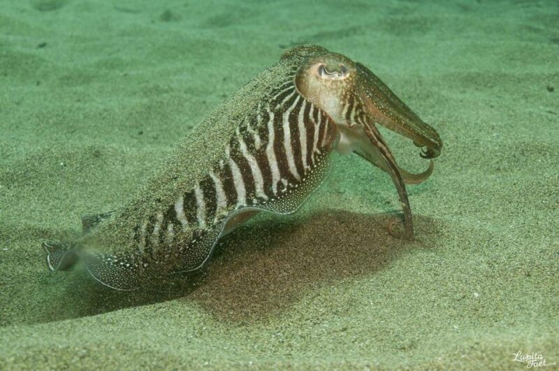 Lanzarote: Try Scuba Diving Experience - Discover Lanzarote’s Underwater World with a Guided Try Scuba Diving Tour