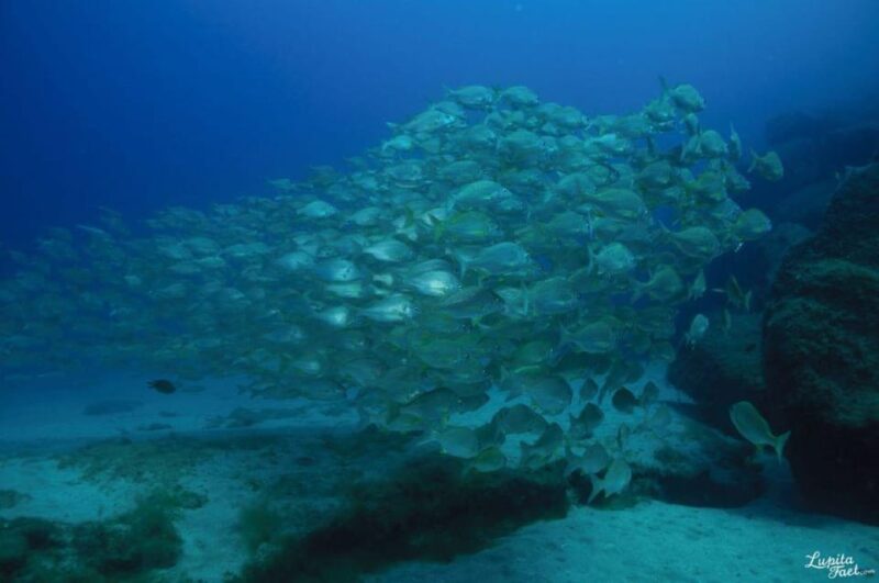 Lanzarote: Try Scuba Diving Experience - What Makes This Lanzarote Dive Experience Stand Out