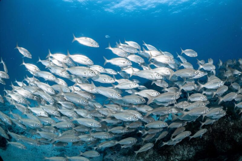 Lanzarote: Try Scuba Diving for Beginners - 2 Dives - The Safety Briefing and Training Session