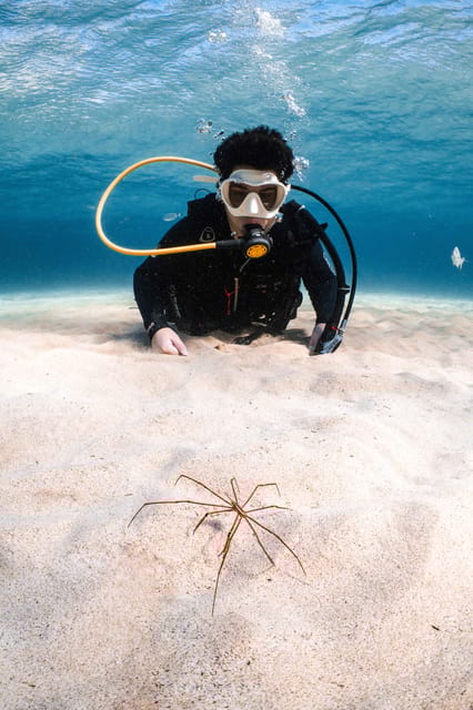 Lanzarote: Try Scuba Diving for Beginners - 2 Dives - What Participants Experience During the Dives