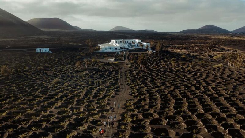 Lanzarote: Vineyard Tour & Wine Tasting with Cheese - Key Points