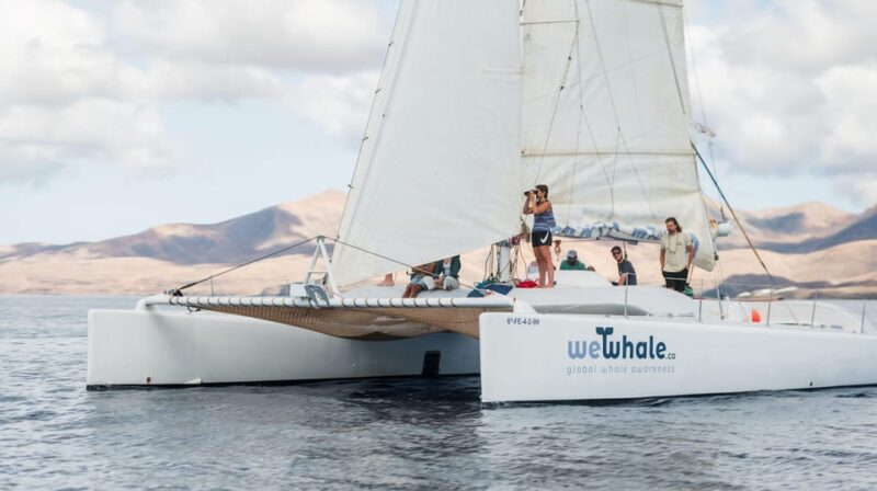 Lanzarote: Whale and Dolphin Watching Eco-Friendly Catamaran - Key Points