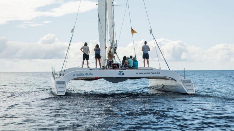 Lanzarote: Whale and Dolphin Watching Eco-Friendly Catamaran - Observing Dolphins in Playful Pods