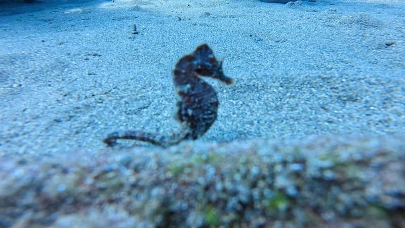 Lanzarote Your First Scuba Diving Experience - Lanzarote Your First Scuba Diving Experience: An Honest Look