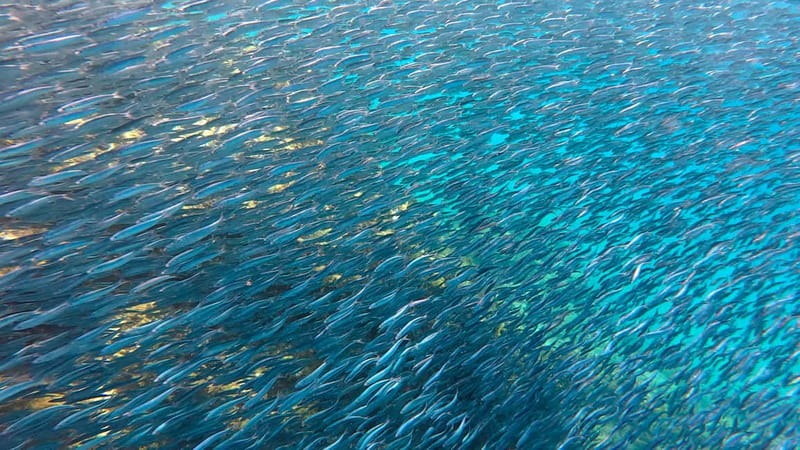 Lanzarote Your First Scuba Diving Experience - Exploring Lanzarote’s Marine Life and Volcanic Landscapes