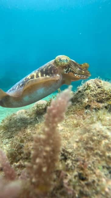 Lanzarote Your First Scuba Diving Experience - Accessibility and Group Size Advantages