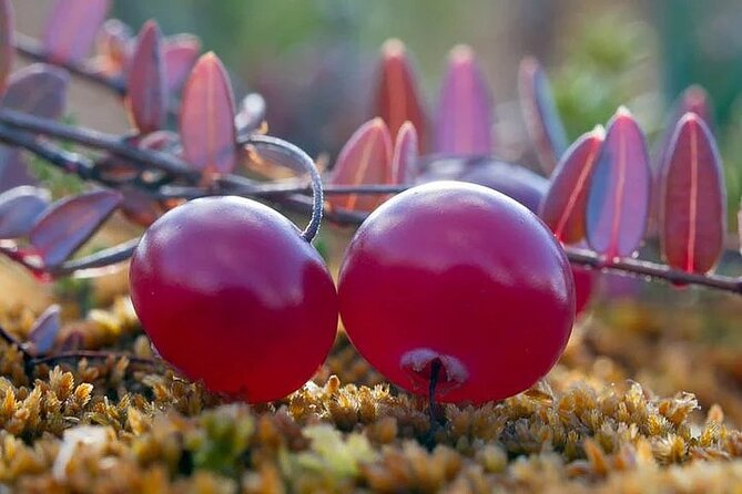 Lapland Berry Day Experience - Exploring Rovaniemis Wild Berries and Mushrooms with a Guided Foraging Tour