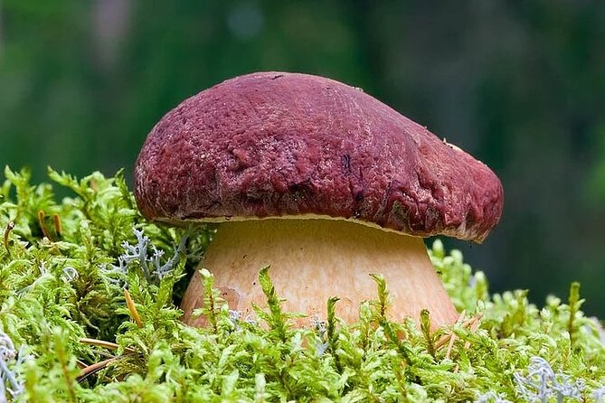 Lapland Berry Day Experience - Key Points