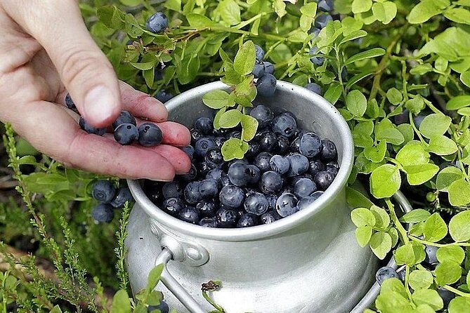 Lapland Berry Day Experience - Picking in the Most Beautiful Arctic Forests