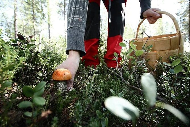Lapland Berry Day Experience - Practical Details and Booking Considerations