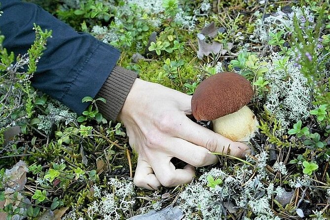 Lapland Berry Day Experience - Who Will Enjoy the Lapland Berry Day Experience?