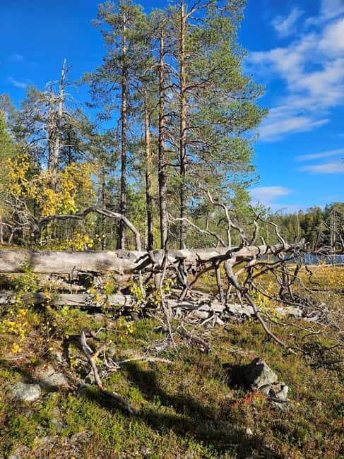 Lapland: Guided Hiking Tour in the Pristine Nature in Luosto - The Practicalities of Booking and Cancellation