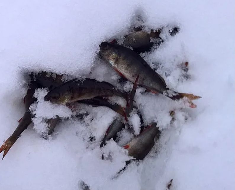 Lapland: Hiking, Ice Fishing, Floating & BBQ Snow Adventure - Why This Tour Passes the Test