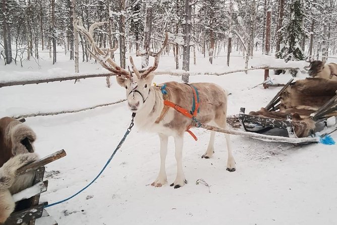 Lapland Reindeer and Husky Safari from Levi - Managing Expectations During Early Winter