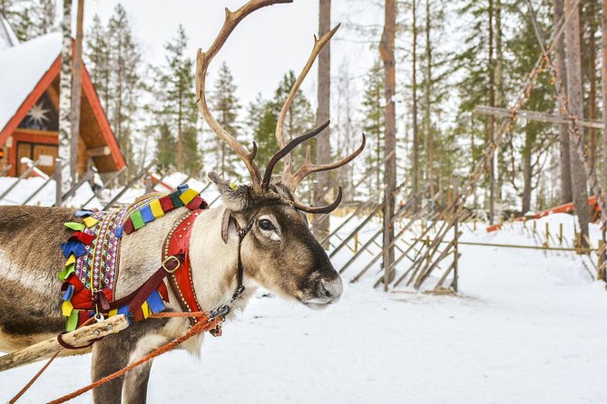 Lapland Reindeer and Husky Safari from Rovaniemi - Visiting a Reindeer Farm in Rovaniemi