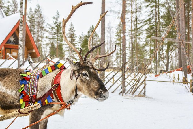 Lapland Reindeer Safari from Rovaniemi - Meeting Location and Logistics in Rovaniemi