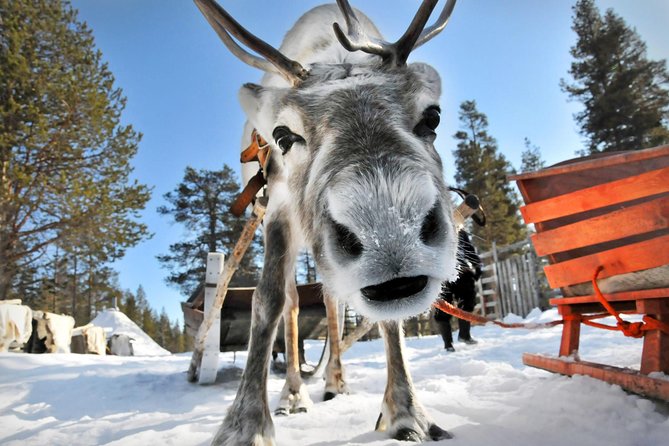 Lapland Reindeer Safari from Rovaniemi - The Warmth of Hot Berry Juice and Fireside Moments