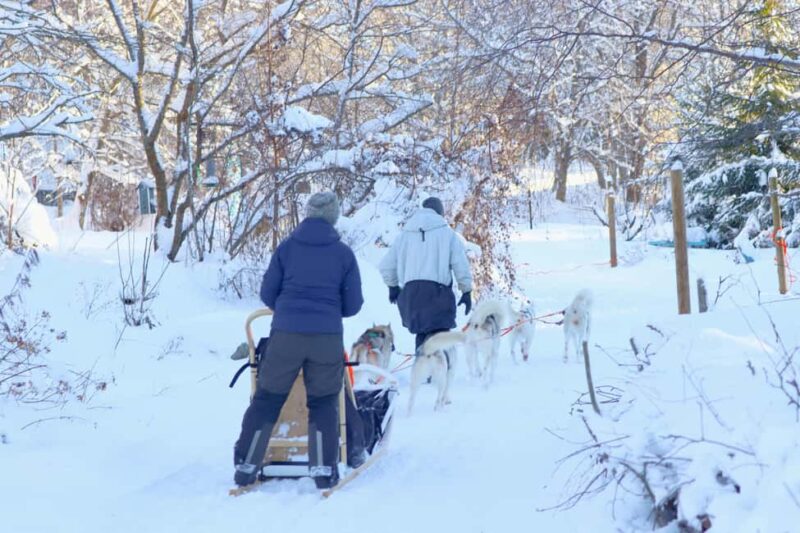 Lappeenranta: Husky Farm Visit and Sleigh Ride and Tiipii - Practical Tips and Considerations