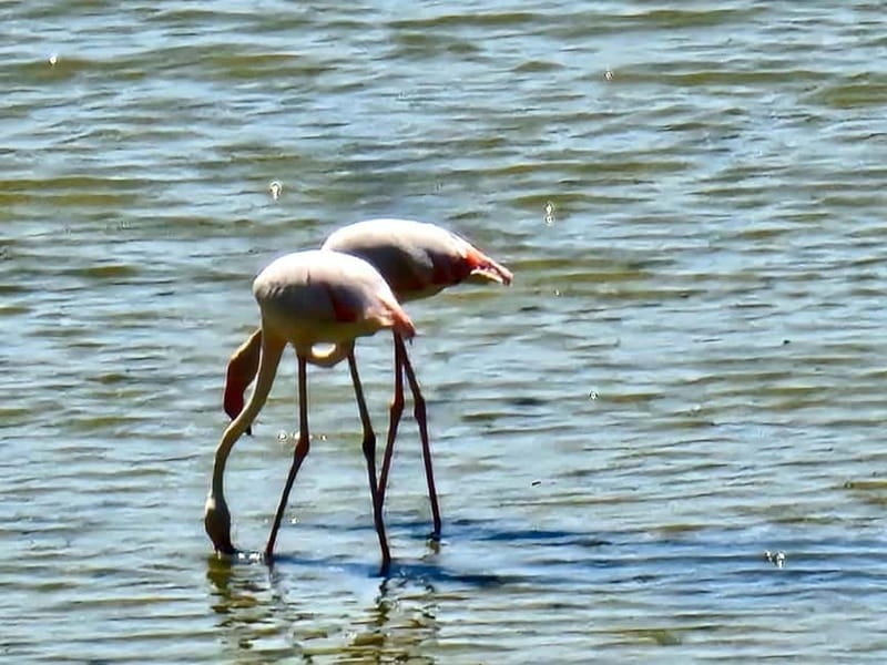 Larnaca: private guide to explore the Top-Sightseeings - Elevating the Experience at Oroklini