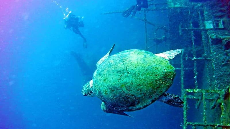 Larnaca: Private Zenobia Beginners Divers - Discover the Underwater World with Larnacas Private Zenobia Beginners Divers Tour