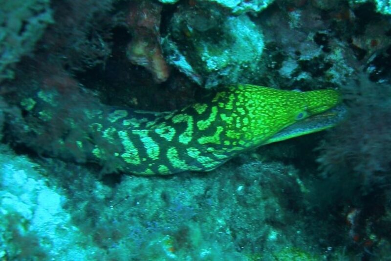 Las Canteras Scuba Diving - Top-Quality Equipment and Instructor Support