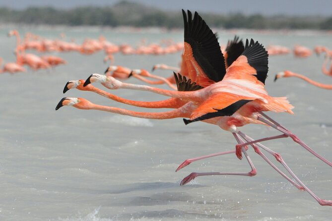 Las Coloradas and Rio Lagartos Tour with All Inclusive - Transportation and Group Size