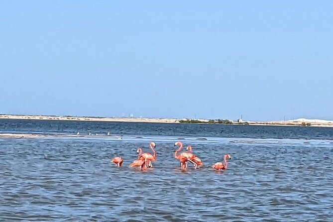 Las Coloradas Tour! Boat Ride, Lunch & Rio Lagartos from Cancun - Practical Details: Group Size, Timing, and What to Pack