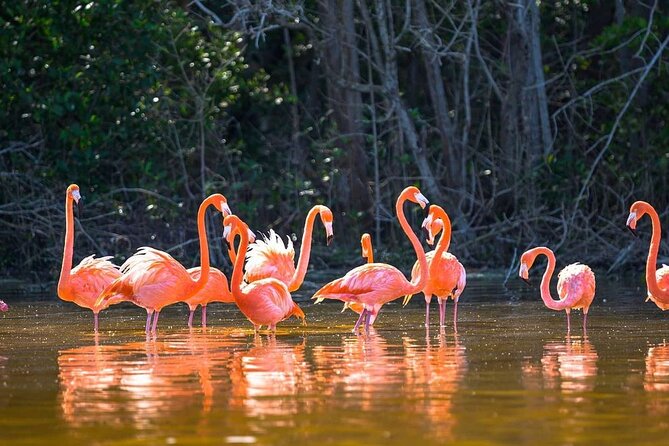Las Coloradas Tour to Pink Lakes and Wildlife Wonders - The Return Journey and End of the Tour